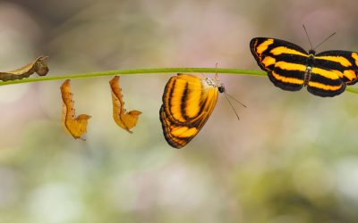 Wunsch oder Wandel – was es wirklich braucht, damit Veränderung gelingt