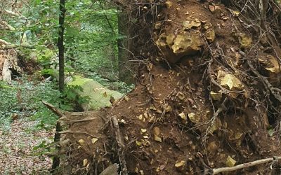 AhnInnen Arbeit im Schamanismus – wie kann das gelingen trotz Schwierigkeiten mit der eigenen AhnInnen-Linie?
