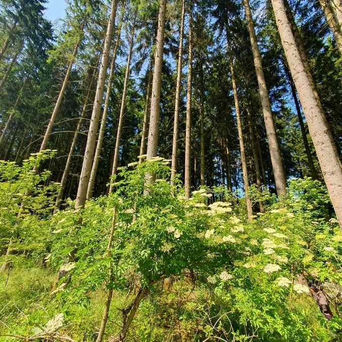 Ergiebiges Holundervorkommen im Wald