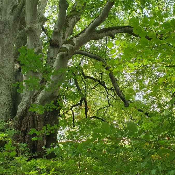 Einer Idee folge ich dann, wenn die Idee dahinter stimmt