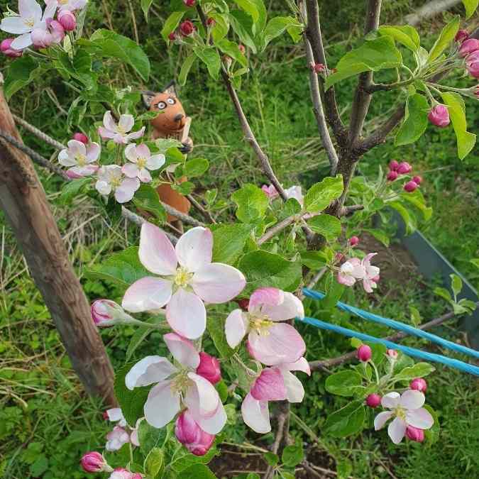 Apfelbaum in voller Blüte Sina Emrich