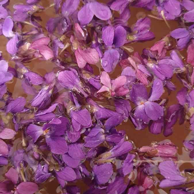 Veilchensirup aus dem eigenen Garten