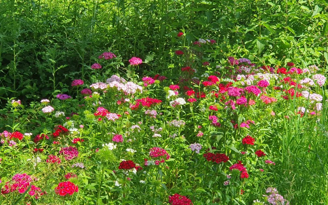 Meine Ziele bis 30 Juni 2026