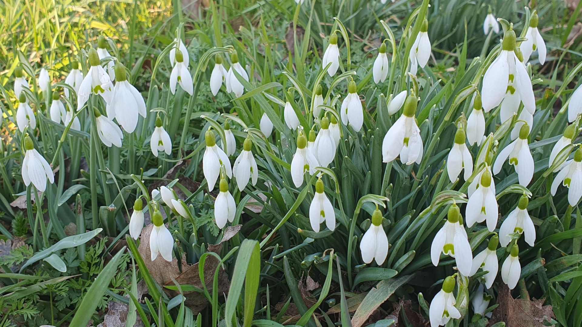 Die Weiße Göttin und der Neubeginn im Körper