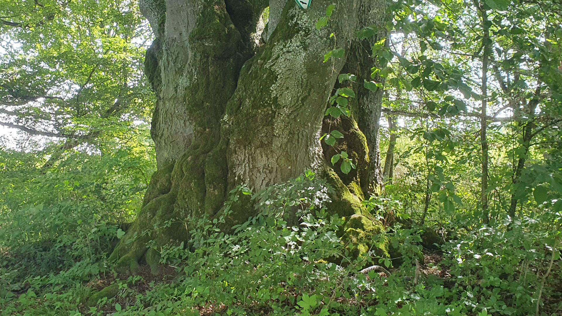 Der Weg zu dir Selbst: Erfahrungen aus der Shamanic Women Practitioner Ausbildung